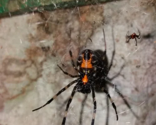 WhatsApp Image 2025-12-16 at 17.51.16